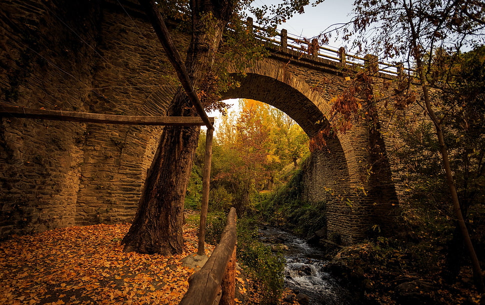 brown bridge near tree during daytime HD wallpaper