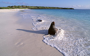 black seal on sea side during daytime HD wallpaper