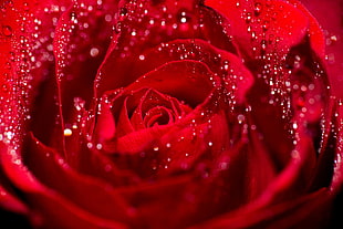 tilt-shift lens photography of red Rose