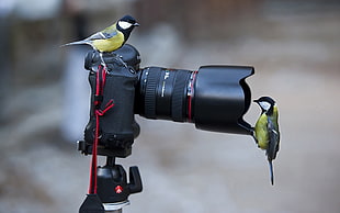 close-up photography of birds HD wallpaper