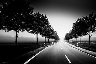 grayscale photography of pathway between tall trees