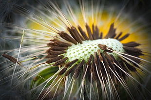 micro photography of flower