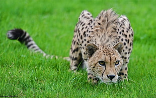 closed up leopard on grass