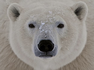 white bear covered in snow HD wallpaper