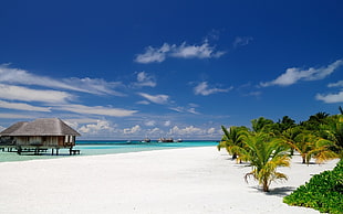 hut on beach near palm trees