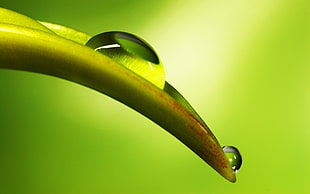 macro photography of water drop on green leaf