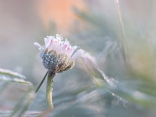 white flower bud in macro shot photography HD wallpaper