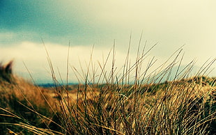 brown leaf grass field, nature