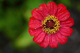 red and yellow petaled flower HD wallpaper