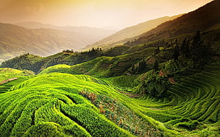 rice terraces field, nature, landscape, rice paddy, China HD wallpaper