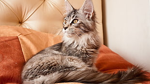 gray cat on brown bedspread
