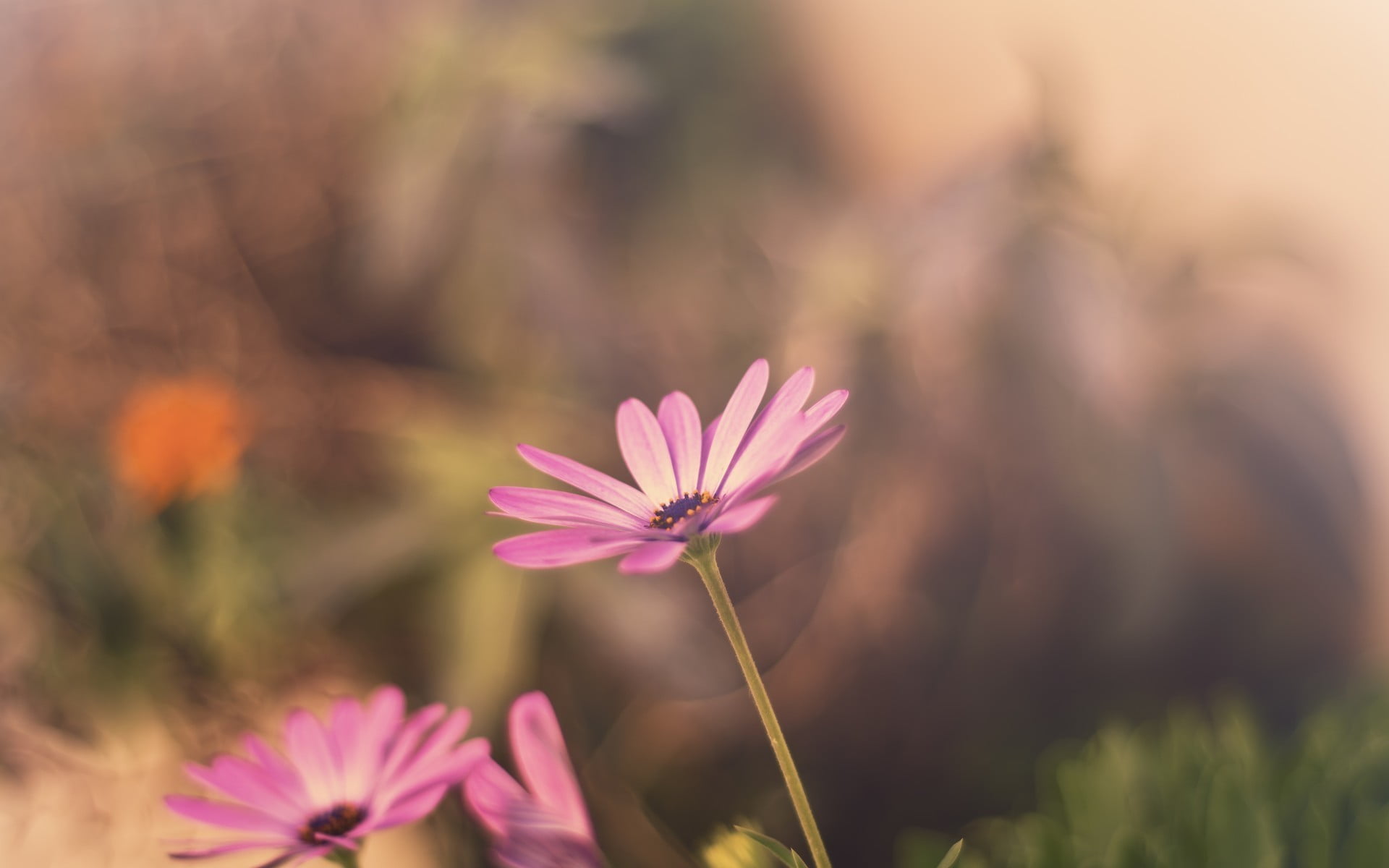 purple flower, macro, nature, flowers, pink