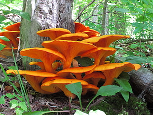 orange and green leaf plant, mushroom, macro, forest