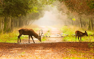 male deer, deer, road, baby, trees HD wallpaper