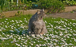 gray long coated cat sitting on green grass and white flowers HD wallpaper
