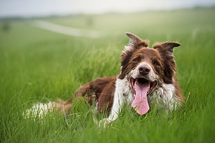 selective photography of brown and white dog laying on grass field HD wallpaper
