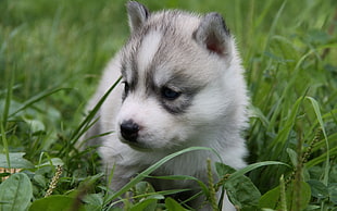 white and gray Siberian Husky puppy HD wallpaper