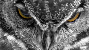 gray owl, animals, owl, feathers, closeup HD wallpaper