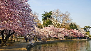 cherry blossom trees near body of water HD wallpaper