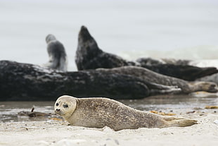 close up photo of seal near seashore and sea rocks HD wallpaper