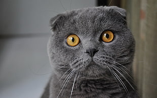 shallow focus photography of gray Persian cat HD wallpaper