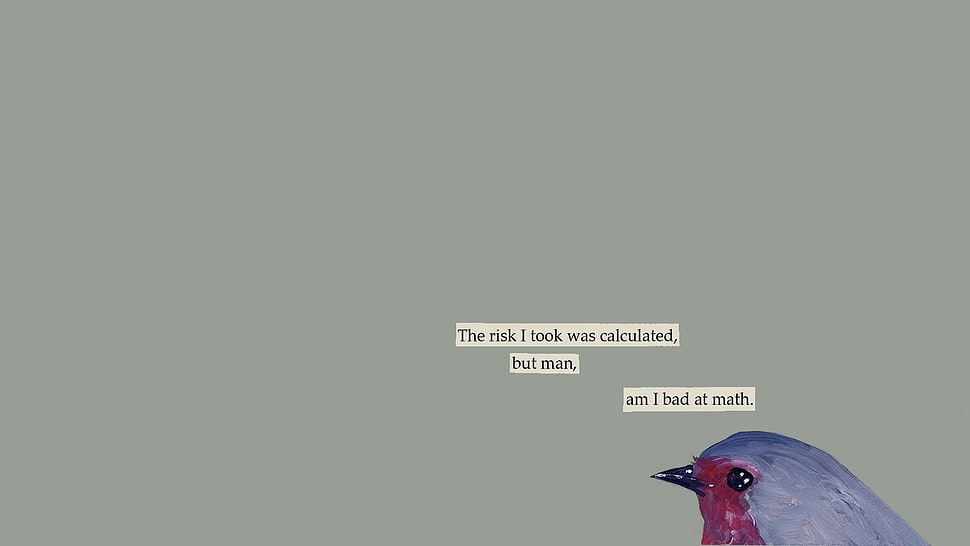 purple and maroon bird, text, mathematics, birds, humor HD wallpaper