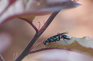 Blue Mud Dauber, Wasp, macro, untitled HD wallpaper