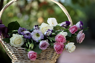 basket of pink, white, and purple Rose flowers HD wallpaper