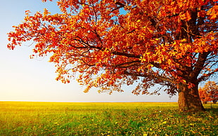 red leafed tree, fall, landscape, trees, field HD wallpaper
