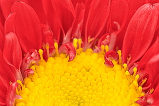 closeup photo of sunflower, aster, matsumoto