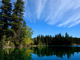 green forest under white clouds beside body of water photography