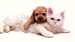 long-coated brown puppy and white Persian kitten, cat, dog, animals HD wallpaper
