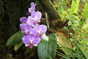 purple Moth Orchid flowers closeup photography