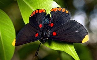 black and orange butterfly sitting on green leaf macro photography