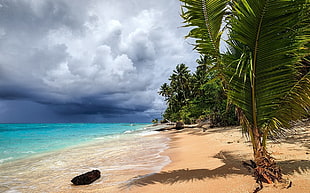 seashore, storm, tropical, beach, sea