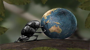 black beetle digital wallpaper, Earth