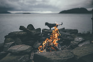 firewood, nature, fire, bonfires, dog HD wallpaper