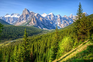 snow-capped mountain near pine trees at daytime