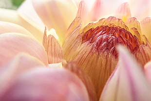 selective focus photography of pink Dahlia HD wallpaper