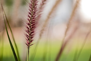 nature, agriculture, grass, blur HD wallpaper