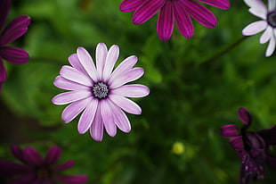 shallow focus of daisy flower, marguerite, bornholm