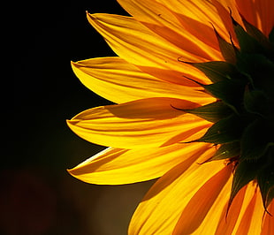 yellow Sunflower flower close-up photo HD wallpaper