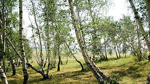 green tree lot, landscape, trees HD wallpaper