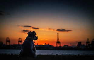 silhouette of dog, sunset, dog, sky, sunlight HD wallpaper
