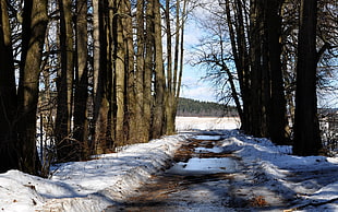 snowfield pathway between black trees on daytime HD wallpaper