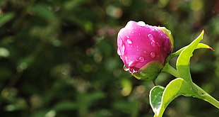 pink blooming rose HD wallpaper