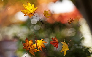 macro photography of dried maple leaves