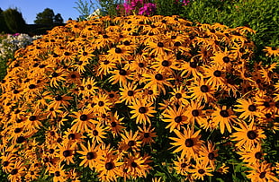 yellow sunflower lot HD wallpaper