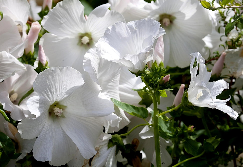 photo of white petaled flowers HD wallpaper