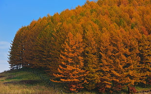 green tree near grass field